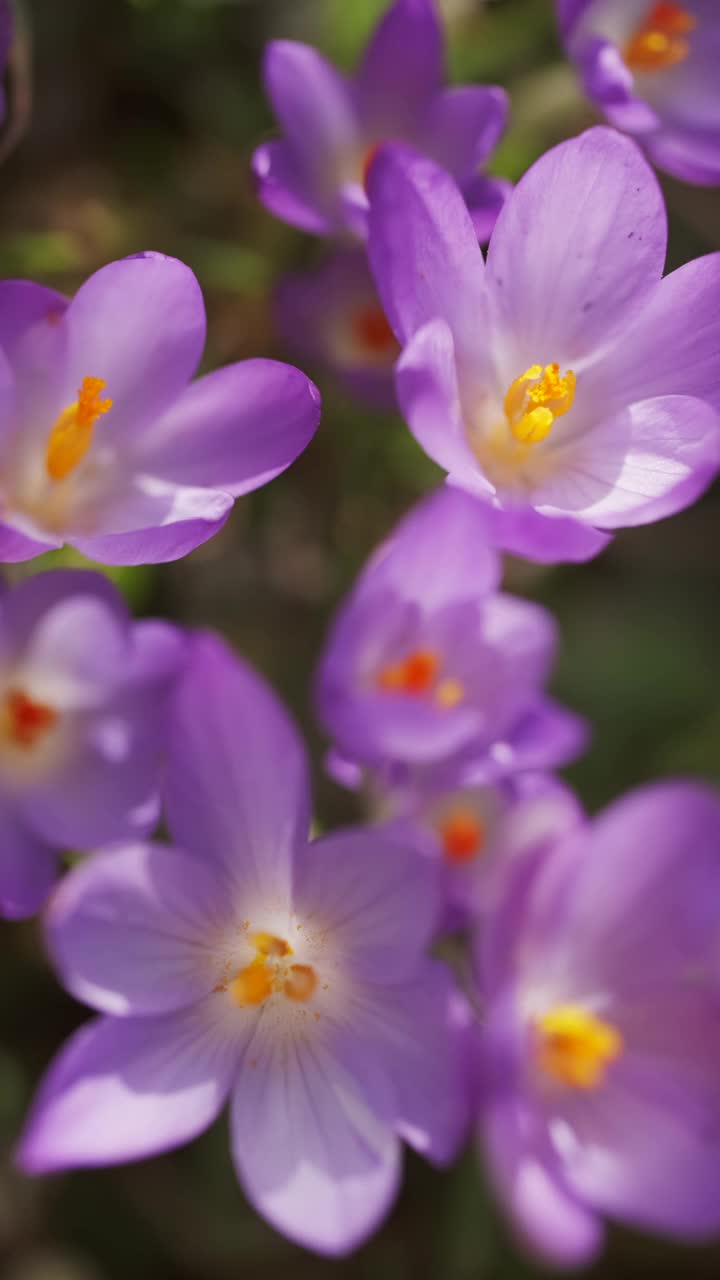 春花开花的番红花视频素材