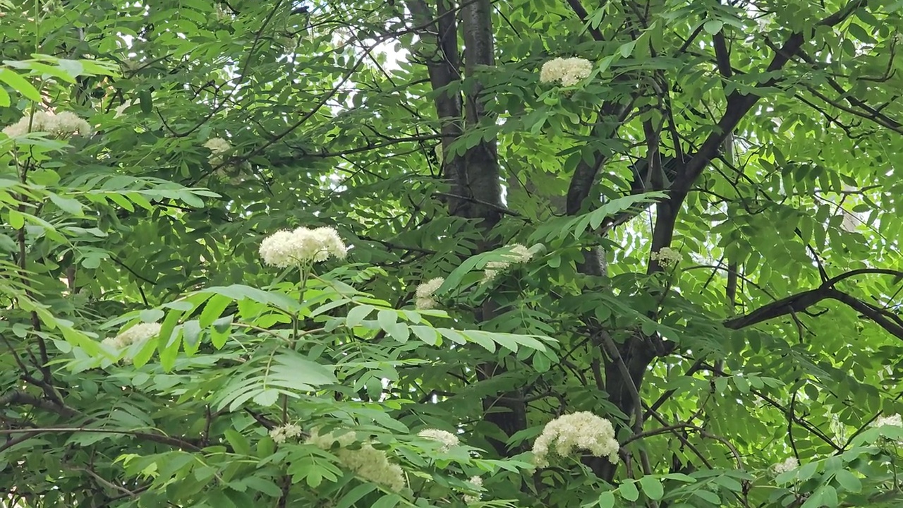 树枝上的白色花在风中摇曳。山灰树。春天的背景。花楸属aucuparia视频素材