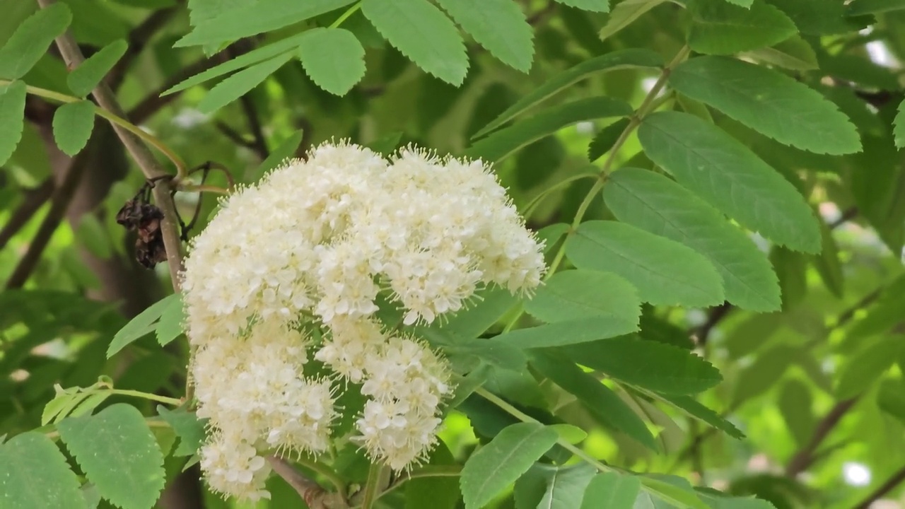 绿枝开花的紫菀与白色的花朵特写。花楸属aucuparia视频素材