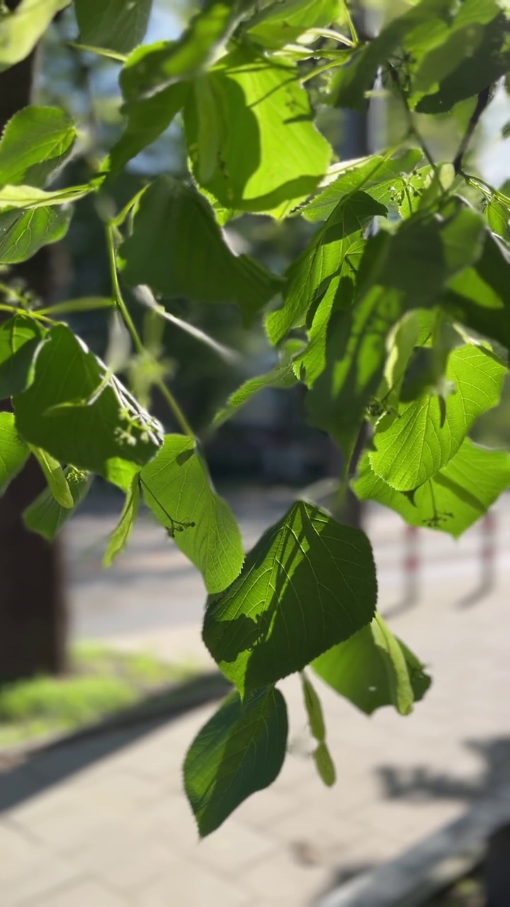 阳光下的树叶视频素材