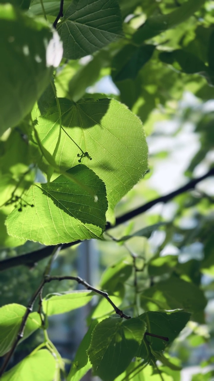 阳光下的树叶视频素材