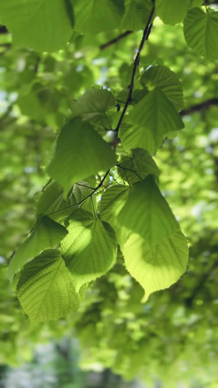 阳光下的树叶视频素材