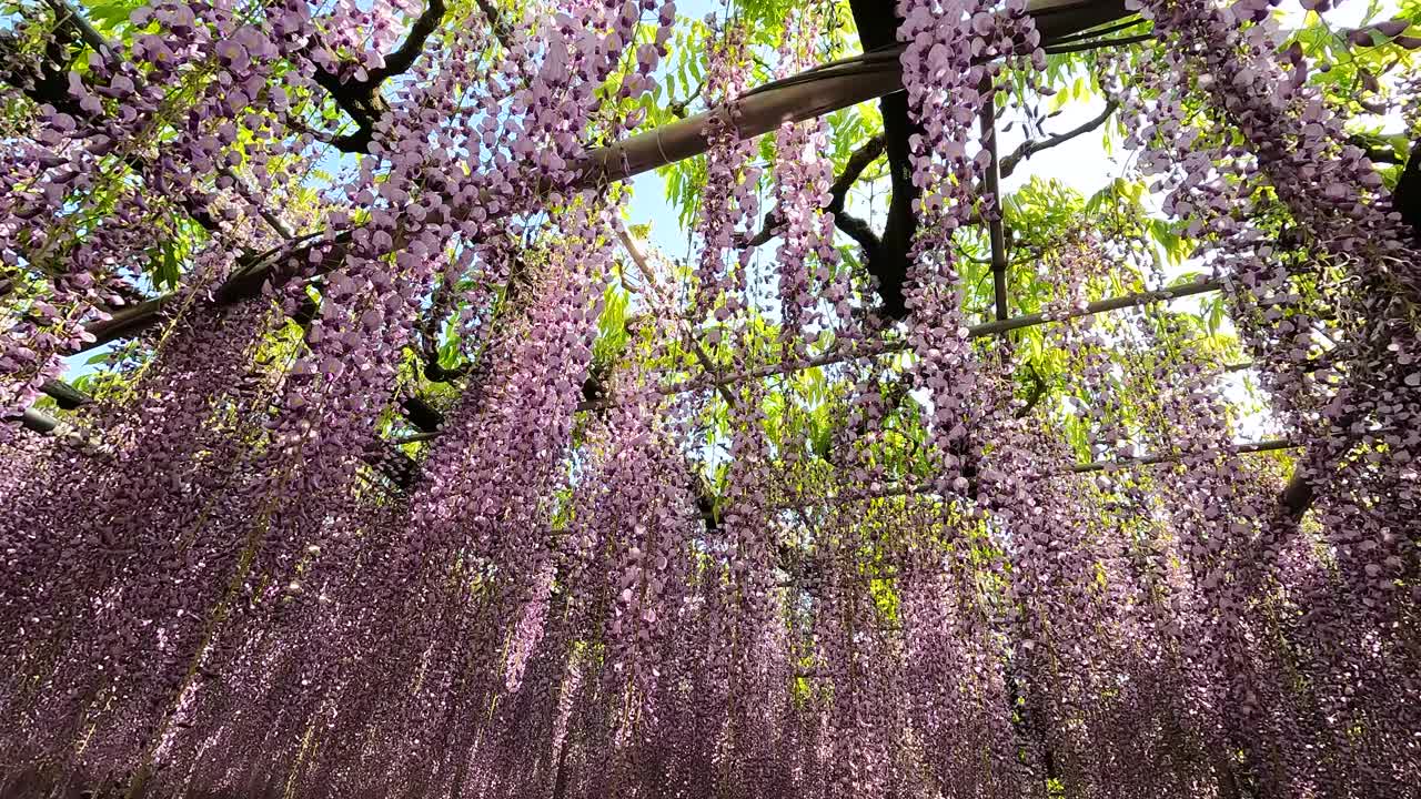 足利花卉公园里盛开的紫藤视频素材