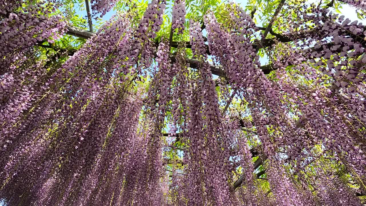 足利花卉公园里盛开的紫藤视频素材