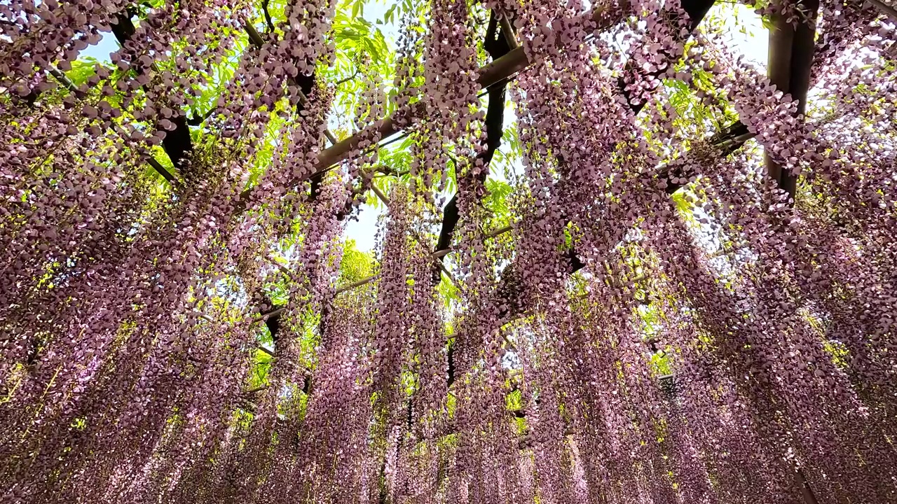 足利花卉公园里盛开的紫藤视频素材