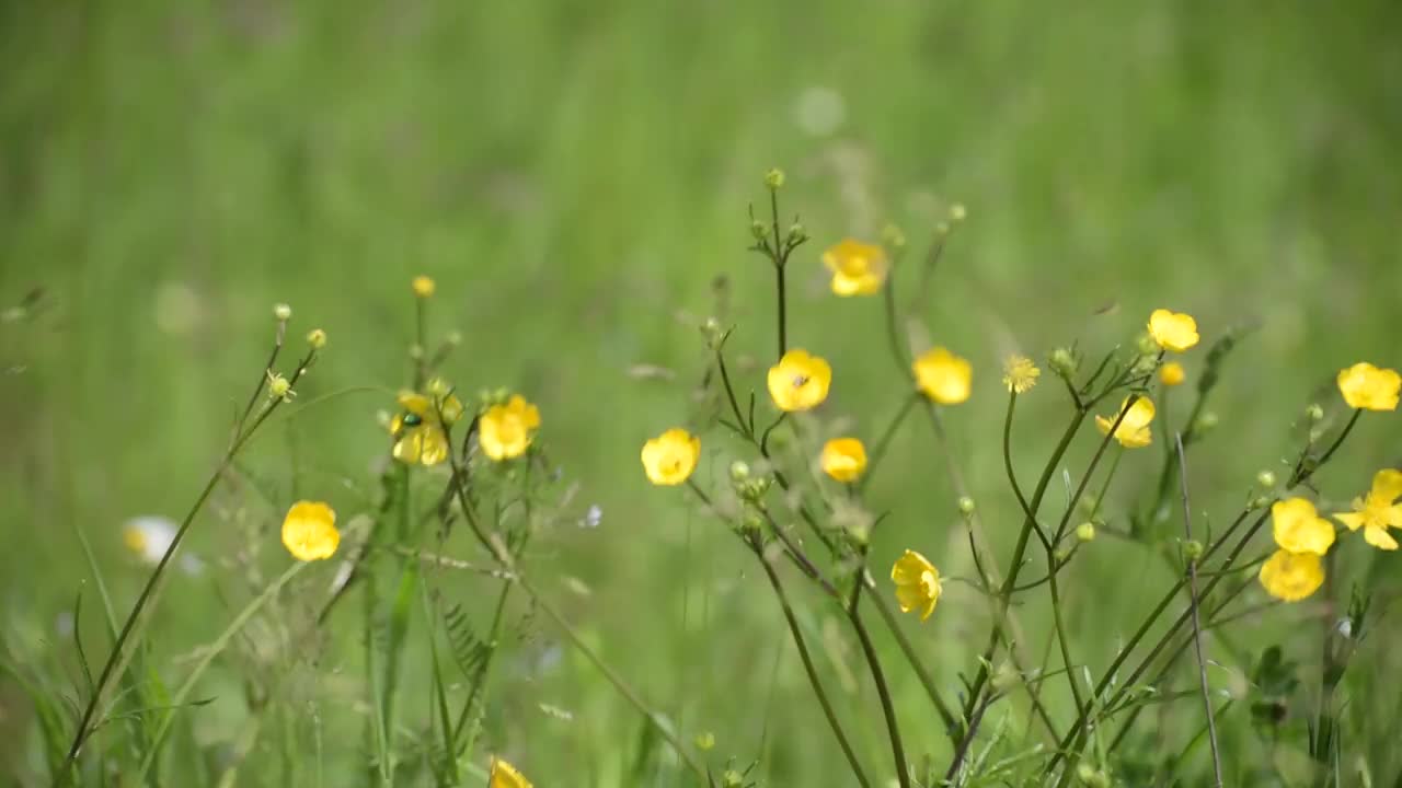 盛开着毛茛花的空地视频素材