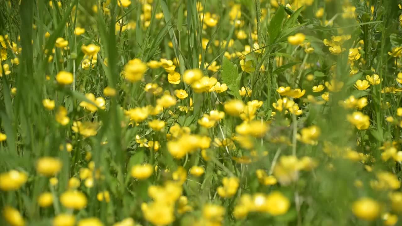 盛开着毛茛花的空地视频素材