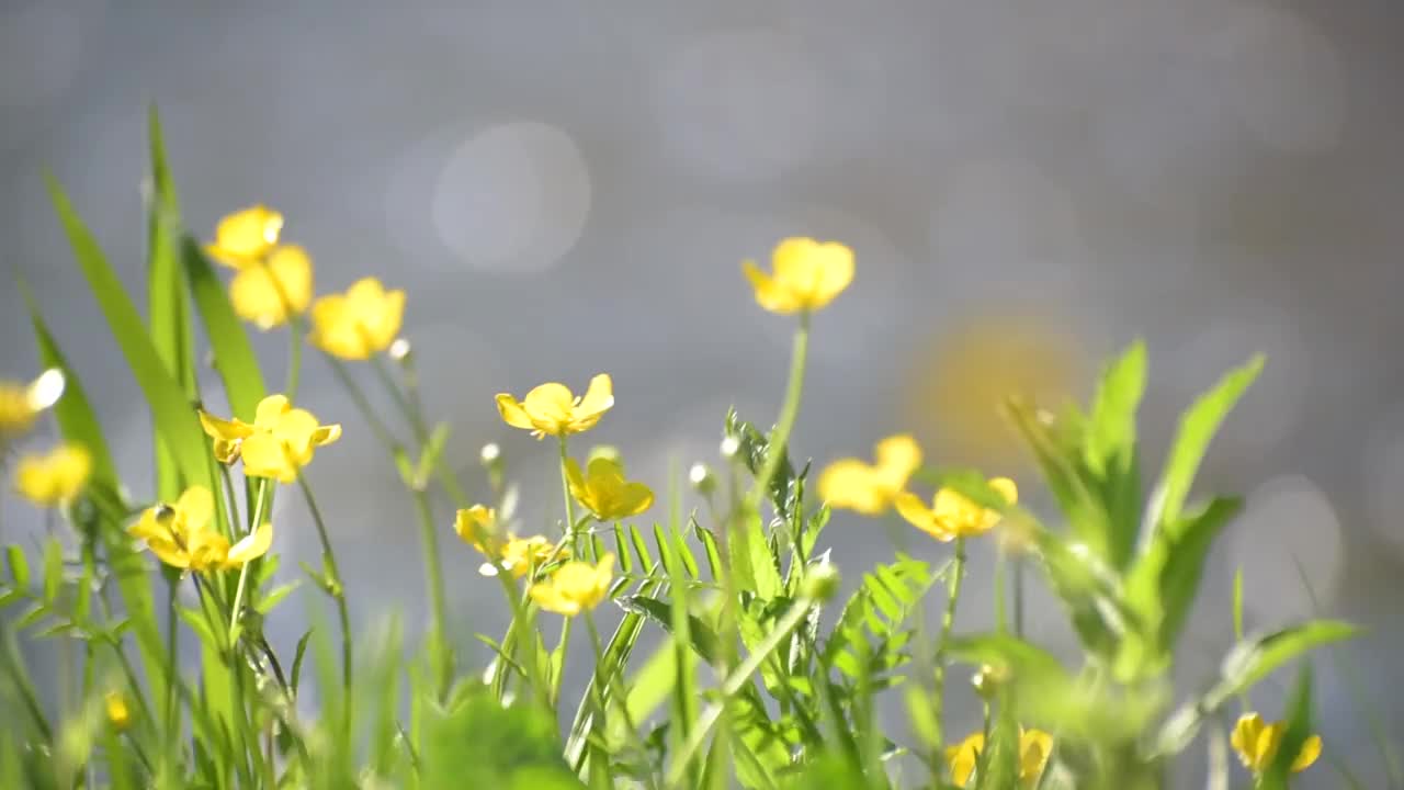 山河岸边盛开的毛茛花视频素材