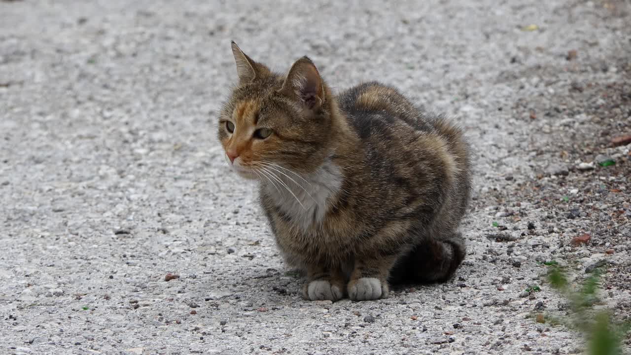 一只流浪猫在街上视频素材