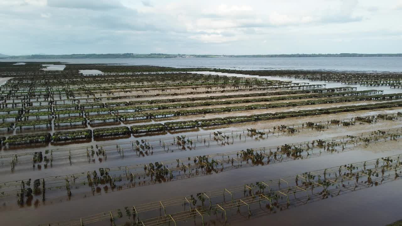 牡蛎养殖和牡蛎陷阱，漂浮的网袋。伍德斯敦海滩，沃特福德，爱尔兰视频素材