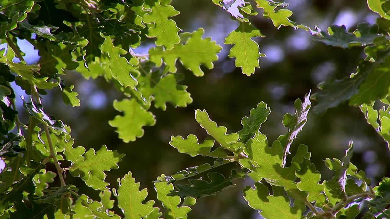 软栎，栎属短毛栎视频素材