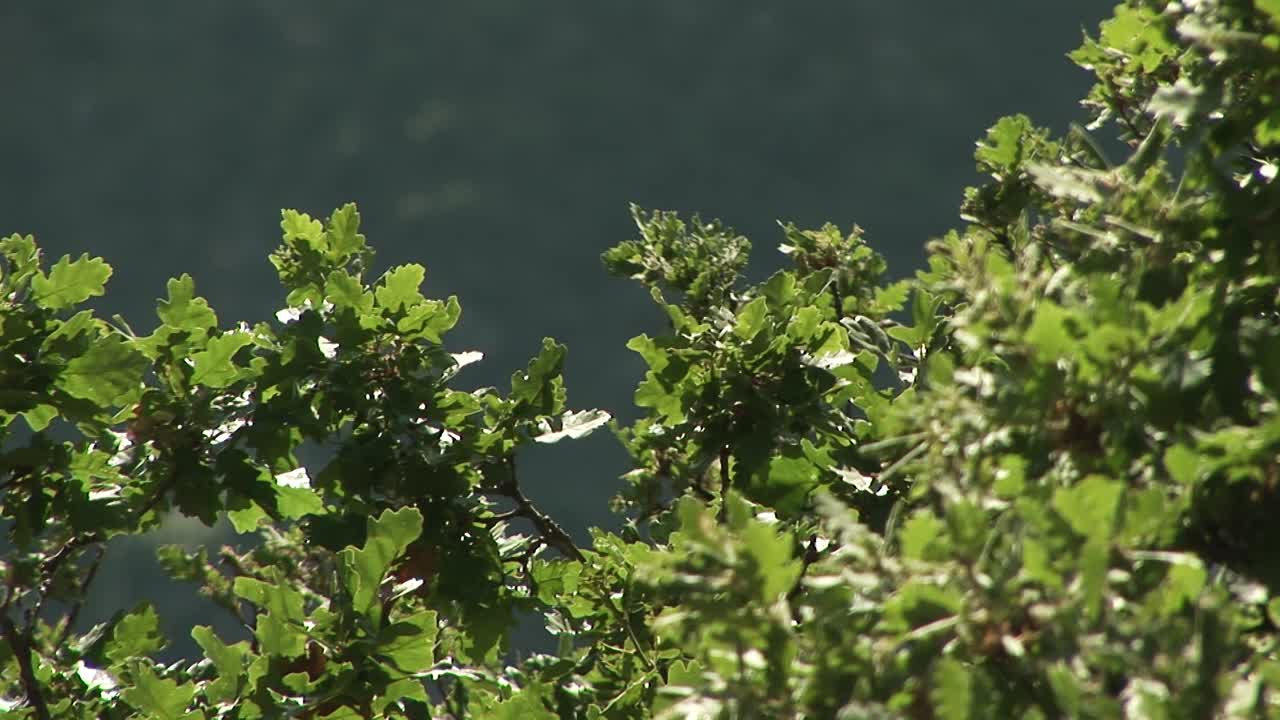 软栎，栎属短毛栎视频素材