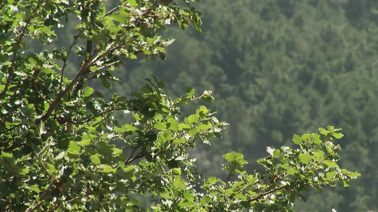 软栎，栎属短毛栎视频素材