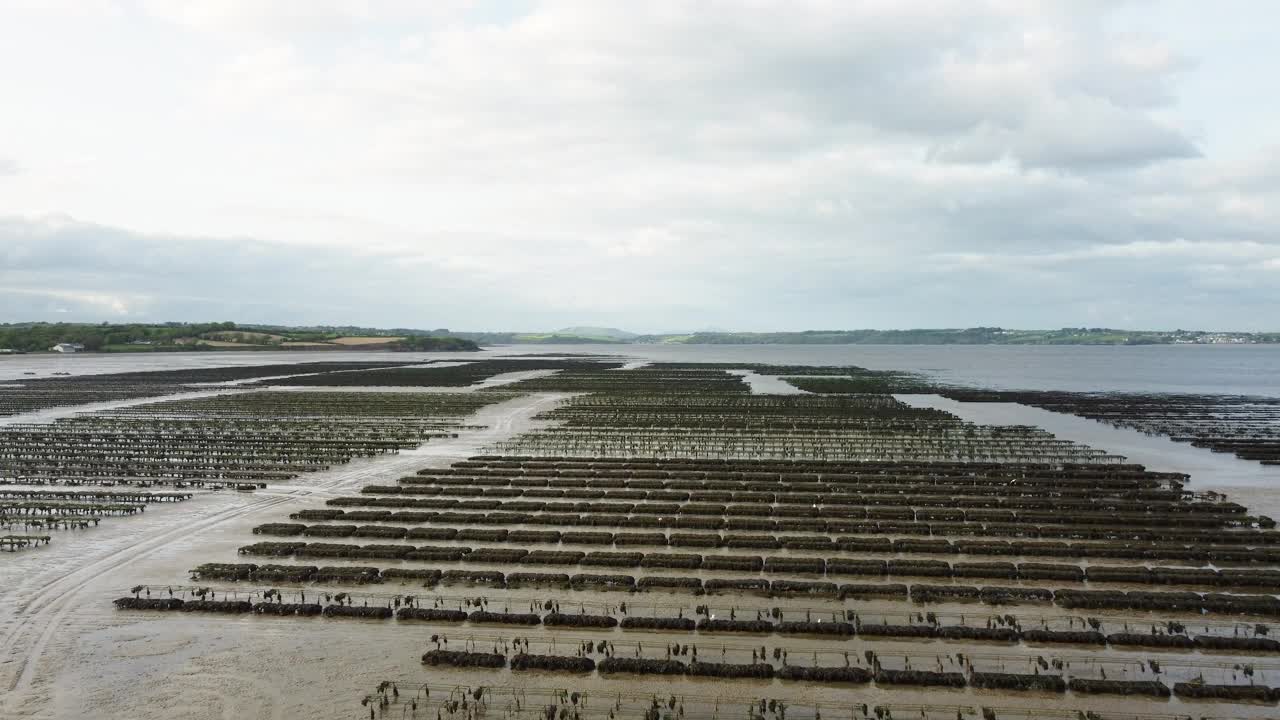 牡蛎养殖和牡蛎陷阱，漂浮的网袋。伍德斯敦海滩，沃特福德，爱尔兰视频素材