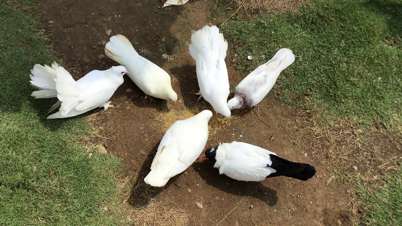 白鸽正在觅食视频下载