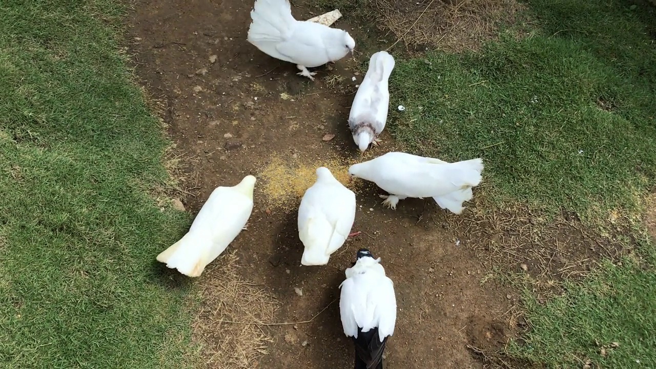 白鸽正在觅食视频下载