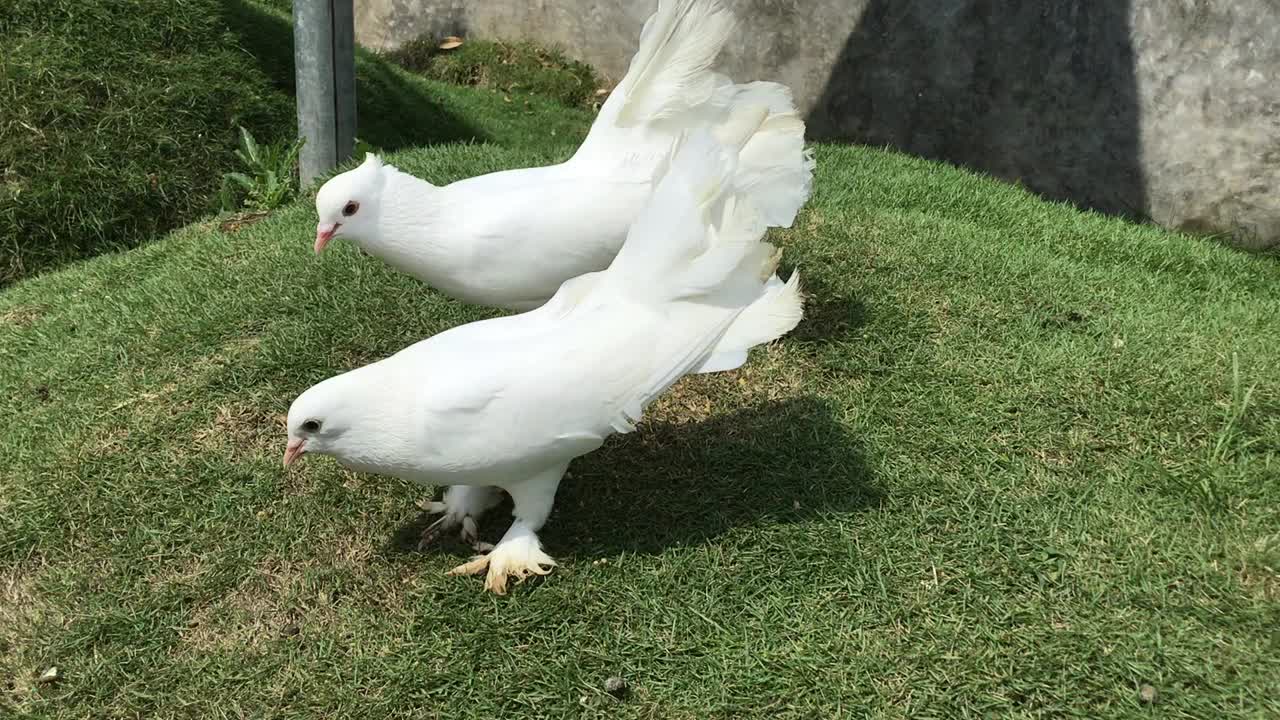 两只白鸽在吃东西视频下载