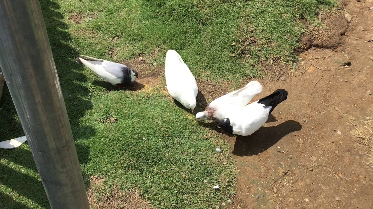 白鸽正在觅食视频下载