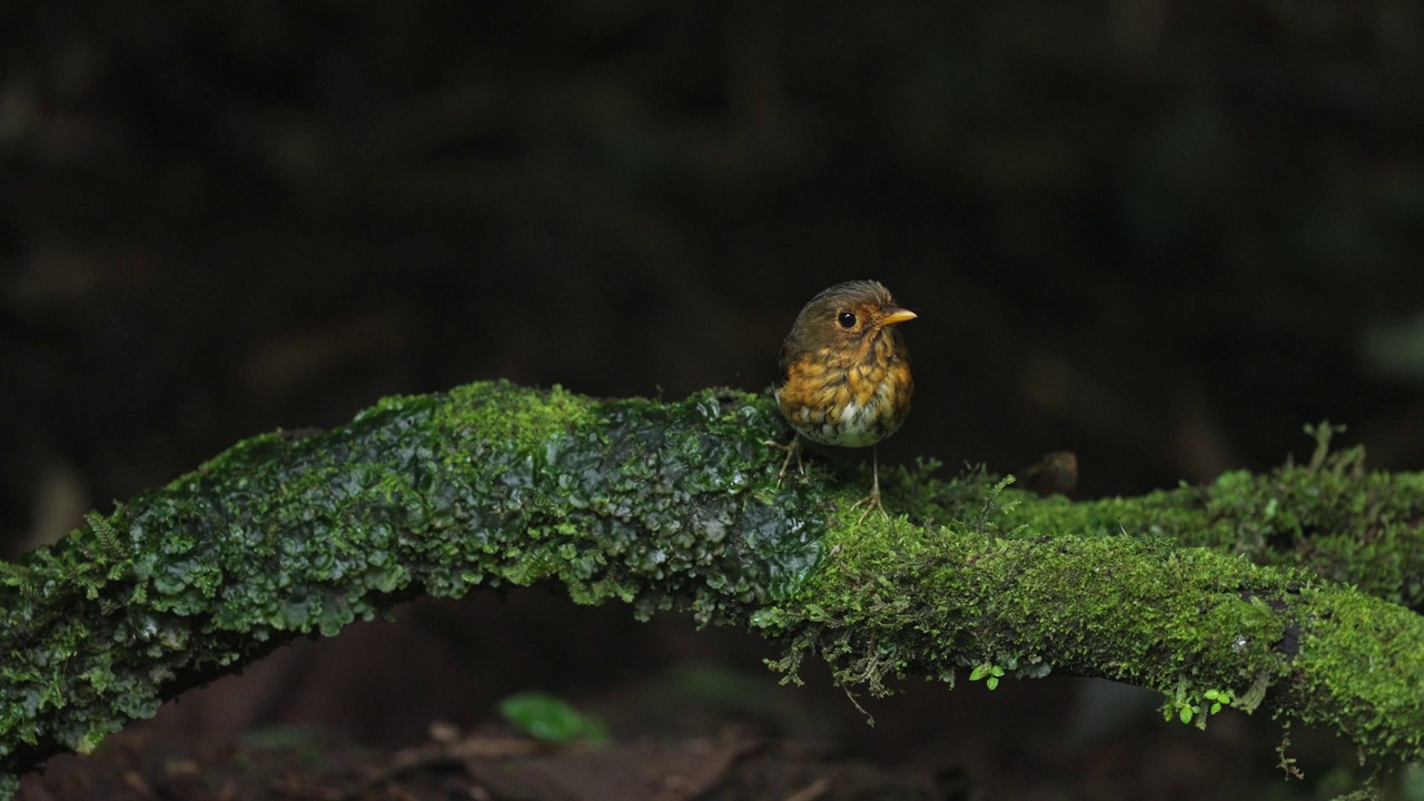 黄胸凤蝶(Grallaricula flavrostris)视频下载