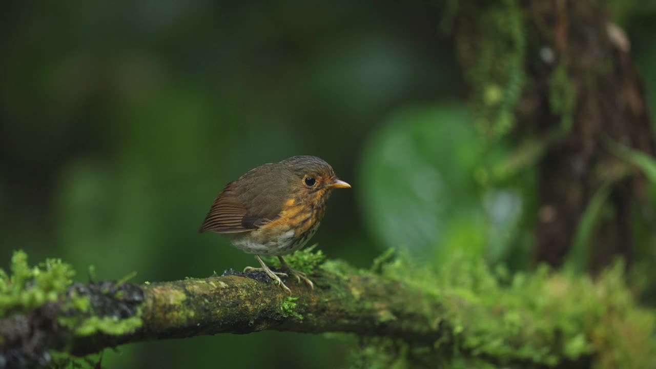 黄胸凤蝶(Grallaricula flavrostris)视频下载