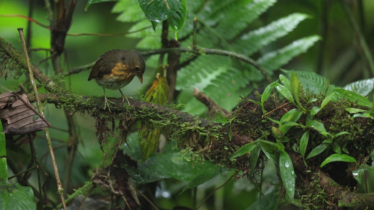 黄胸凤蝶(Grallaricula flavrostris)视频下载