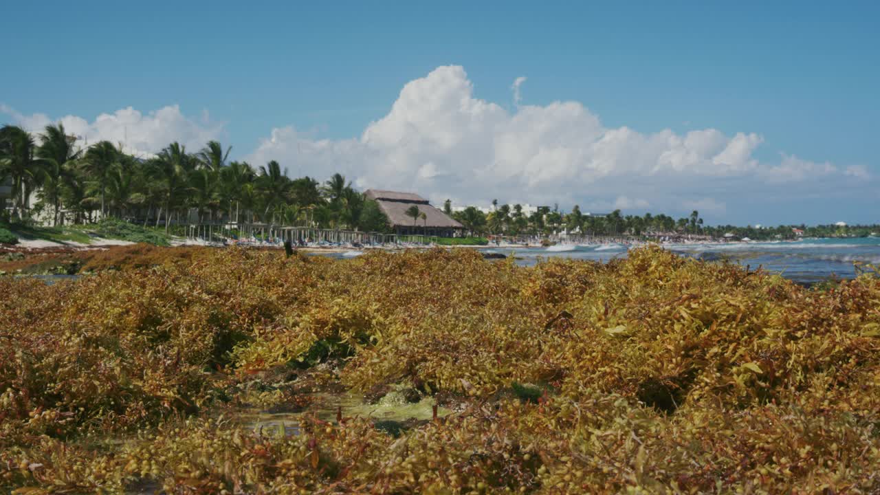 墨西哥海滩上堆积的海草视频素材