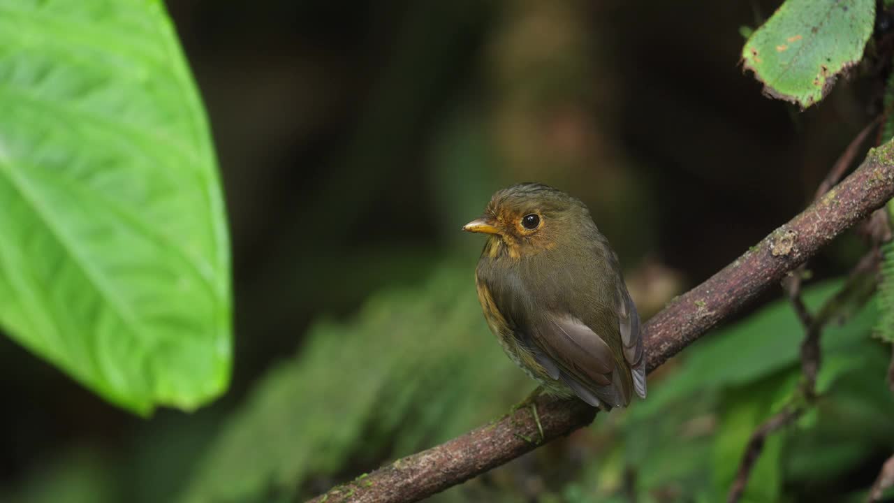 黄胸凤蝶(Grallaricula flavrostris)视频素材