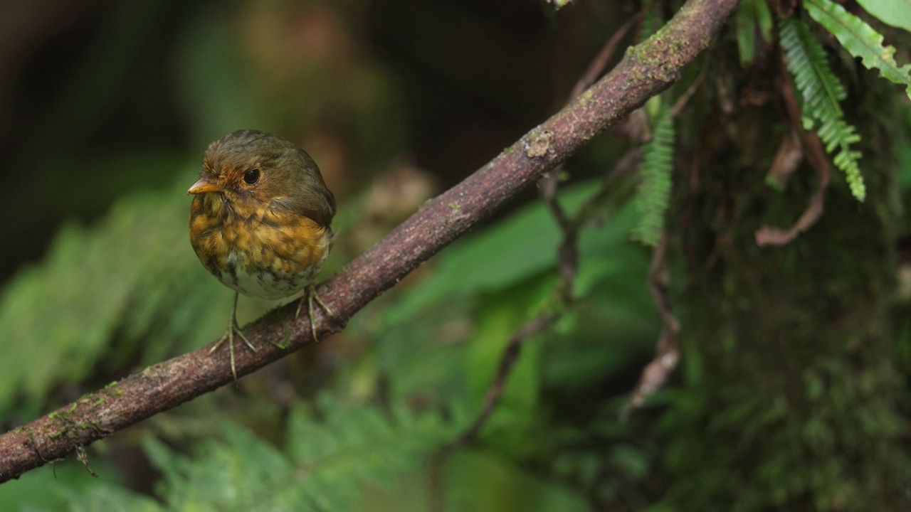 黄胸凤蝶(Grallaricula flavrostris)视频下载