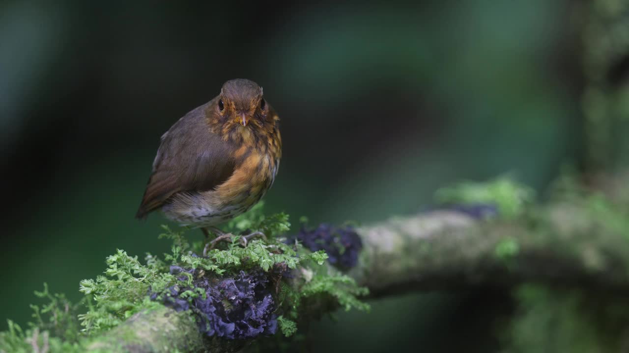 黄胸凤蝶(Grallaricula flavrostris)视频下载