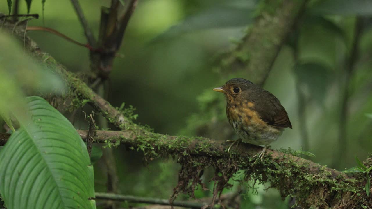 黄胸凤蝶(Grallaricula flavrostris)视频素材