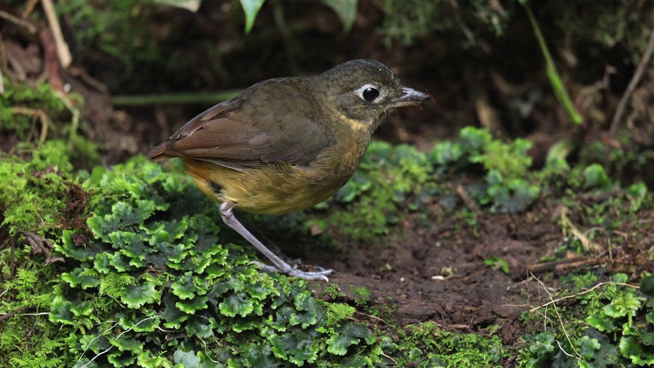 Plain-backed Antpitta视频下载