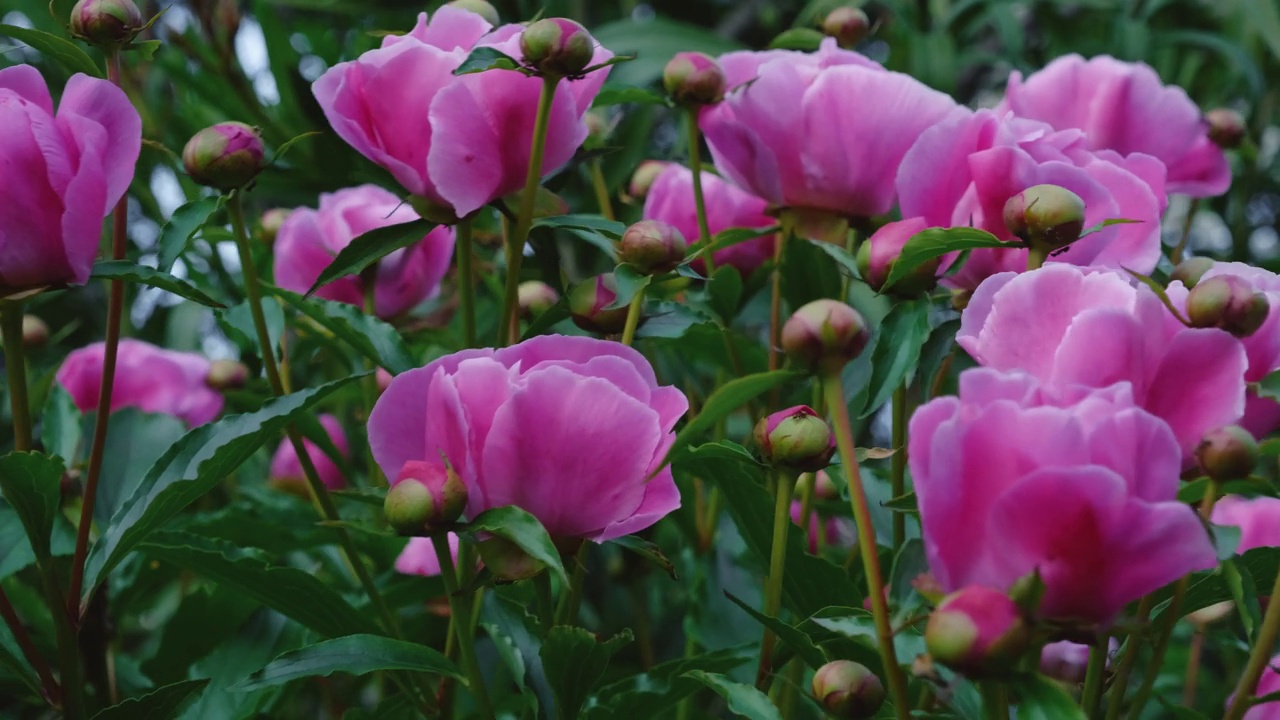 花园里的粉色牡丹。后院花坛的环境概念与春夏观赏植物。花儿和花蕾在风中摇曳，慢动作。视频素材