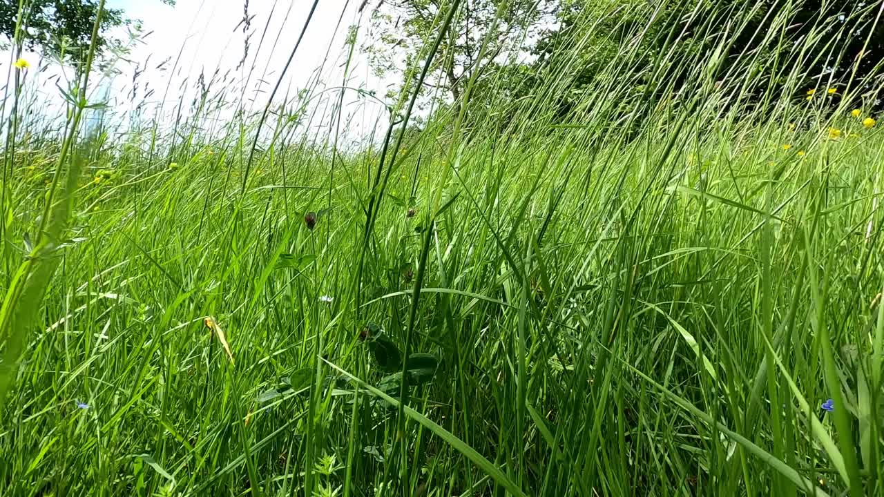 草地的细节与草在风中移动视频素材