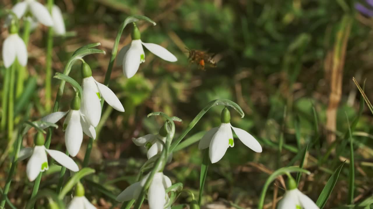 春林里的雪花莲视频素材