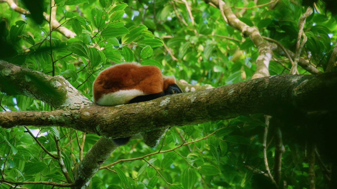 树上的红狐猴(Varecia rubra)特写。马达加斯加岛视频素材