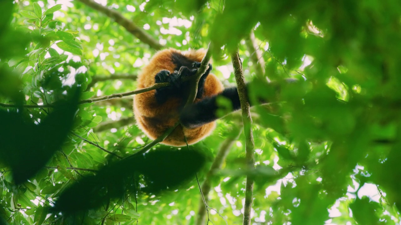 树上的红狐猴(Varecia rubra)特写。马达加斯加岛视频素材