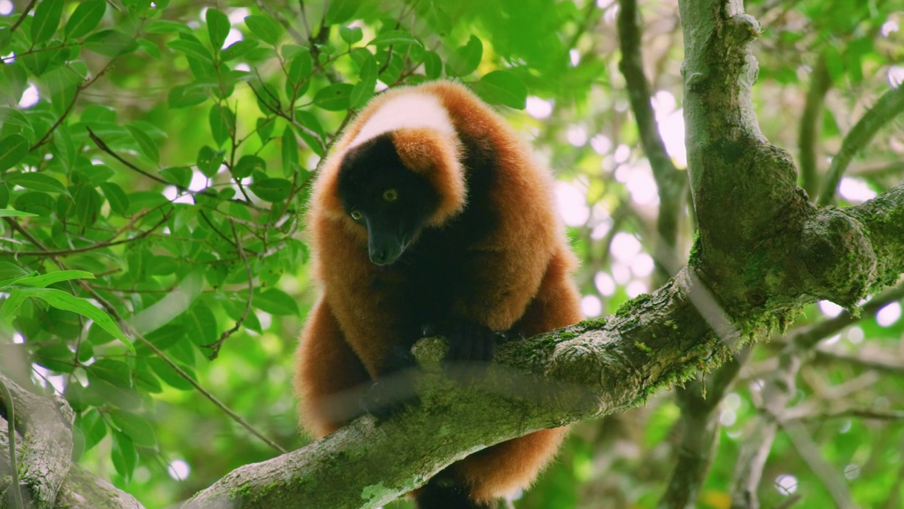 一只红色皱毛狐猴(Varecia rubra)坐在马达加斯加岛上的一棵树上视频素材