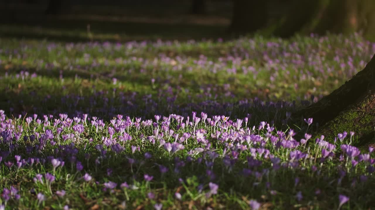 草地上树木之间的番红花视频素材