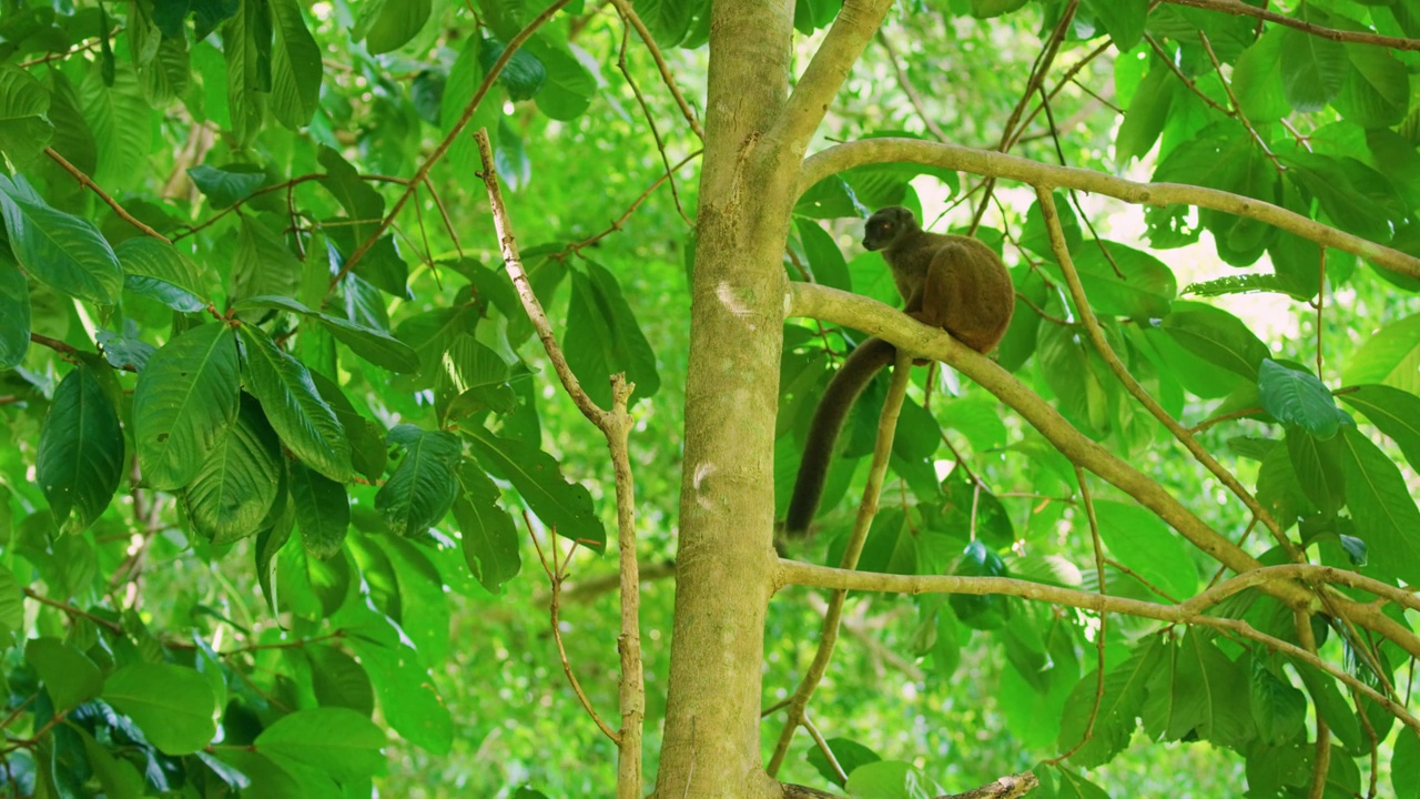 一只有领棕色狐猴(Eulemur collaris)坐在树上的广角照片。马达加斯加的热带雨林视频素材