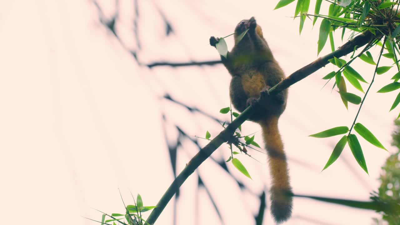 一只金竹狐猴(Hapalemur aureus)坐在树上吃树叶。马达加斯加的热带雨林视频素材