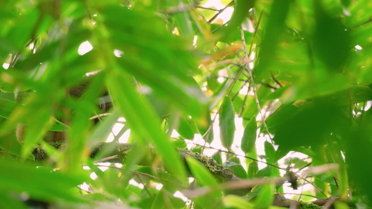 马达加斯加岛热带雨林中的一只棕色狐猴躲在树后视频素材