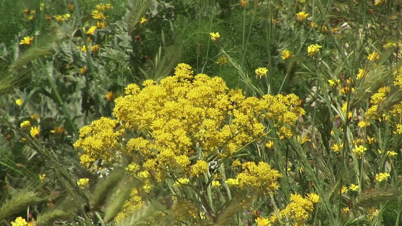 野花视频素材