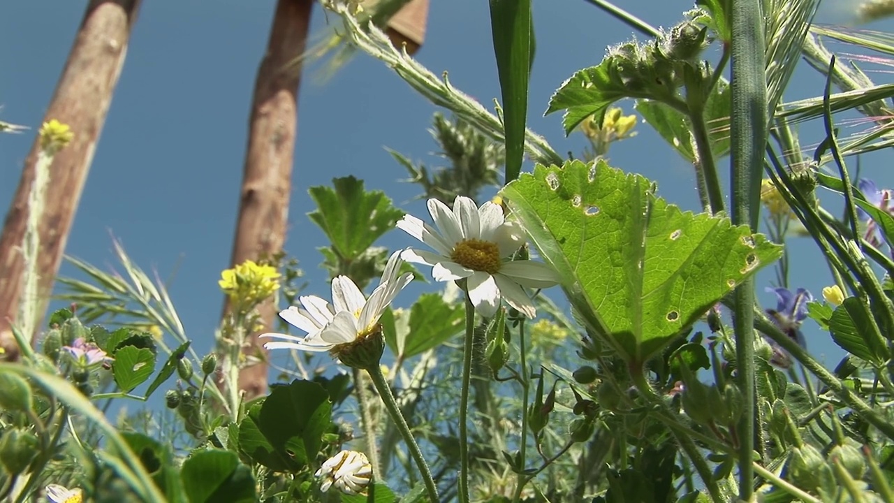 野花视频素材