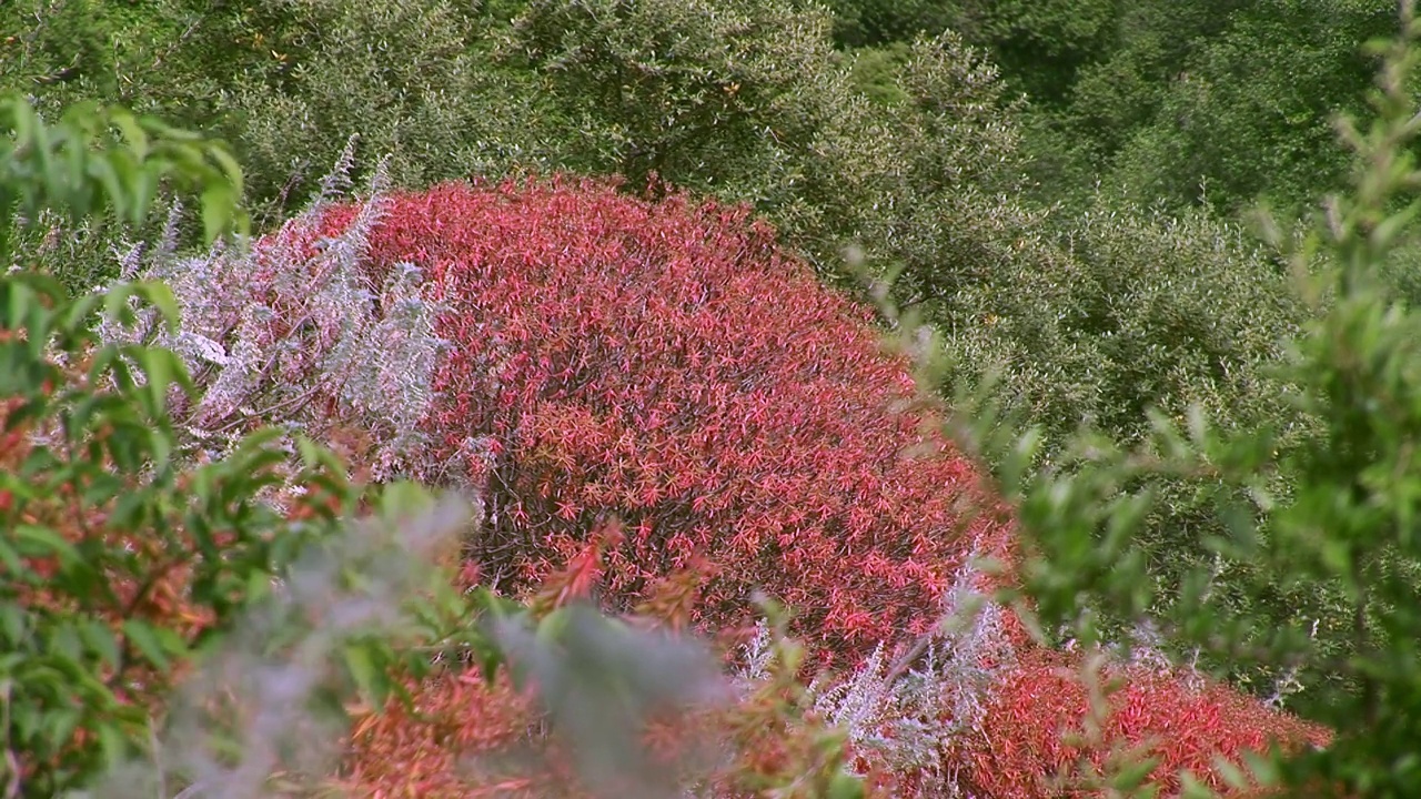 Euphorbia dendroides , Mediterranean forests视频素材