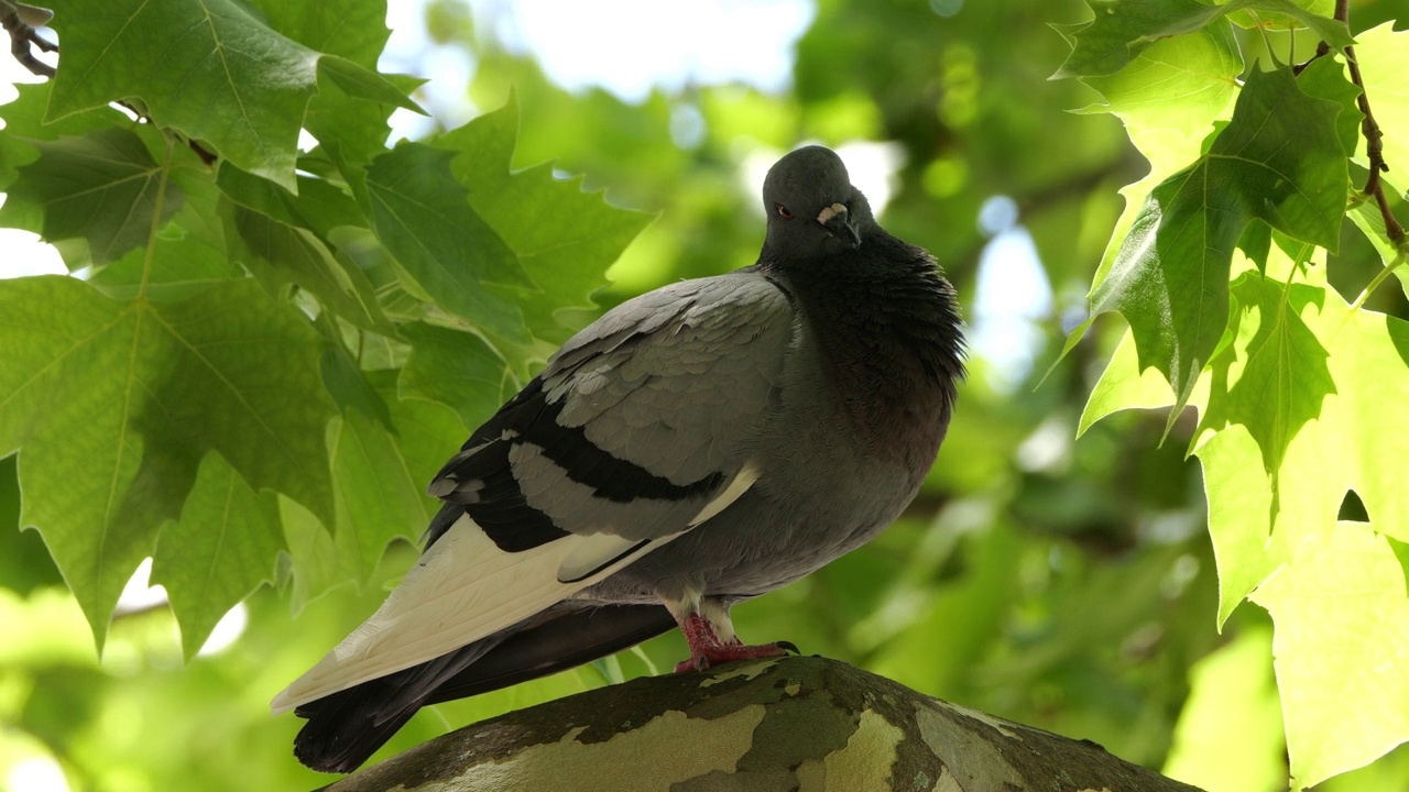 岩鸽，岩鸽或普通鸽子，产自法国视频素材