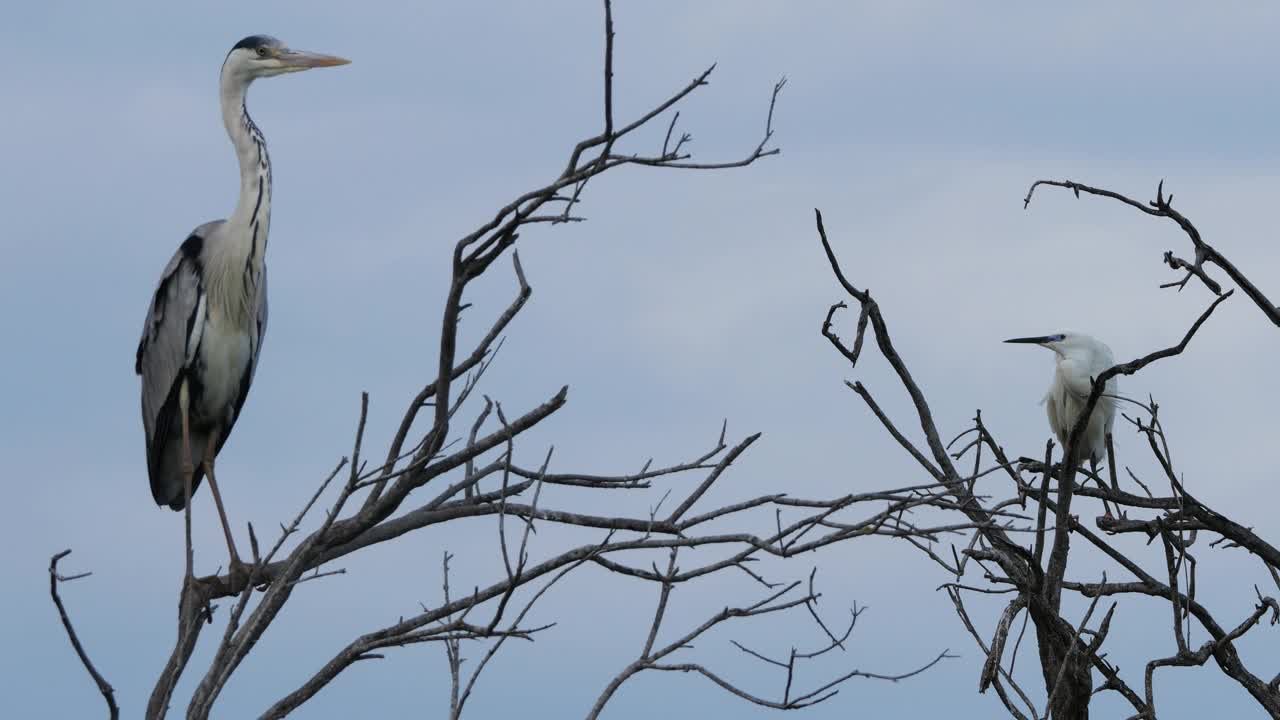 苍鹭和小白鹭卡马格，法国高桥鸟类公园视频素材