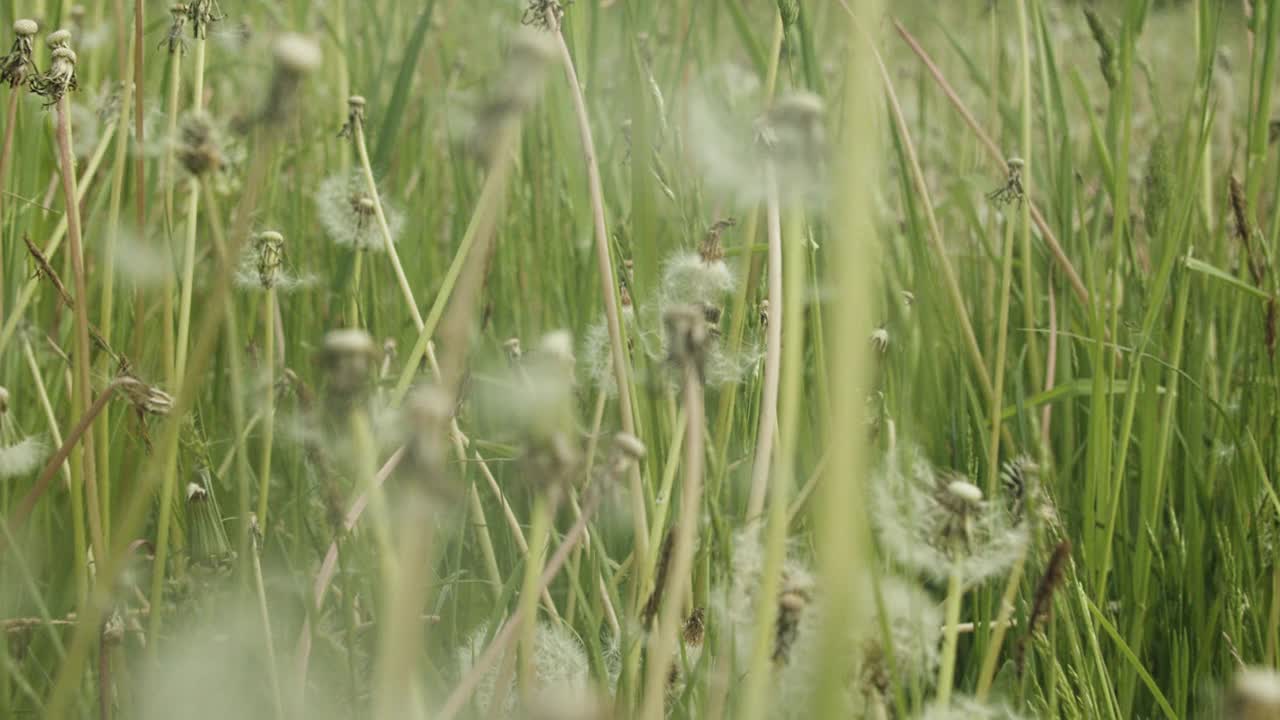 草地上长着蒲公英。视频素材