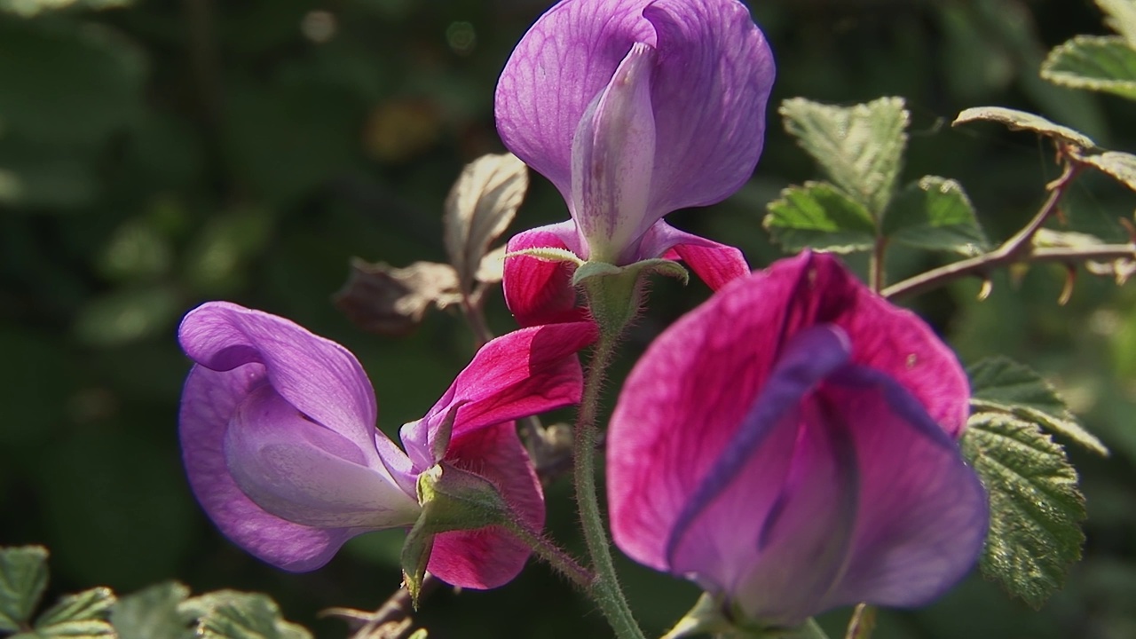 花有甜豌豆、香菖蒲、香菖蒲视频素材