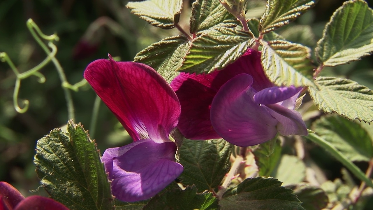 花有甜豌豆、香菖蒲、香菖蒲视频素材