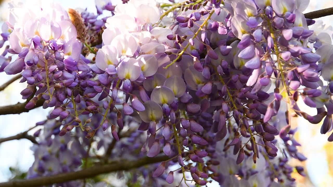 紫藤(wisteria sinensis)的枝条，紫色的花朵被风吹过。有选择性的重点视频素材